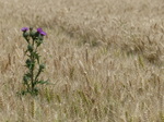 FZ030675 Thistle in wheat field.jpg